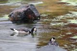 bernikla białolica, Branta leucopsis