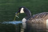 Bernikla kanadyjska, Branta canadensis