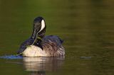 Bernikla kanadyjska, Branta canadensis