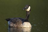 Bernikla kanadyjska, Branta canadensis