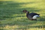 Bernikla obrożna, Branta bernicla