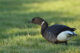 Bernikla obrożna, Branta bernicla