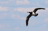 bernikla białolica, Branta leucopsis