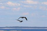 bernikla białolica, Branta leucopsis