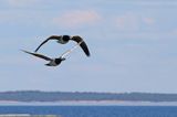 bernikla białolica, Branta leucopsis