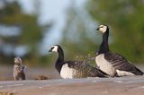 bernikle białolice, Branta leucopsis, para z pisklęciem