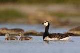 bernikla białolica, Branta leucopsis, z pisklętami