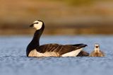 bernikla białolica, Branta leucopsis, z pisklętami