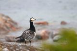 bernikla białolica, Branta leucopsis