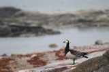 bernikla białolica, Branta leucopsis