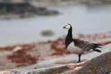 bernikla białolica, Branta leucopsis