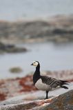 bernikla białolica, Branta leucopsis