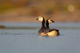 bernikla białolica, Branta leucopsis, para