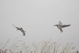 bernikle białolice, Branta leucopsis