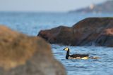 bernikle białolice, Branta leucopsis