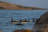 bernikle białolice, Branta leucopsis