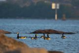 bernikle białolice, Branta leucopsis