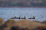  bernikle białolice, Branta leucopsis