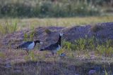 bernikle białolice, Branta leucopsis