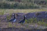 bernikle białolice, Branta leucopsis