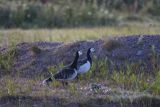 bernikle białolice, Branta leucopsis