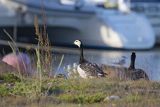 bernikle białolice, Branta leucopsis