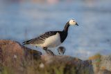 bernikle białolice, Branta leucopsis