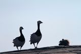 bernikla białolica z pisklakami, Branta leucopsis