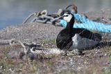 bernikla białolica z pisklakami, Branta leucopsis