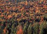 Beskid Niski, Jesień w Beskidzie Niskim, Czerteż