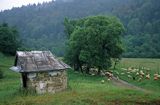 Beskid Niski, owce