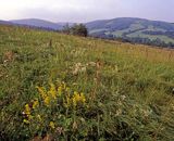 Beskid Niski Biskupi Łan i Polańska