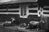 owce przed chatą we wsi Grab, Beskid Niski