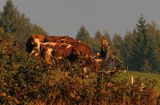 Beskid Sądecki pasterka i krowy