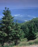 Beskid Sądecki, na Jaworzynie Krynickiej