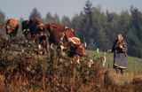 Beskid Sądecki pasterka i krowy