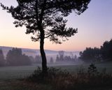 Beskid Sądecki, sosna