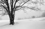 Beskid Sądecki, zima, buk i zamieć śnieżna