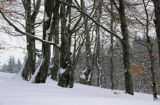 Beskid Sądecki, zima, buki i zamieć śnieżna