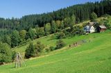 Beskid Śląski, łąka, okolice Wisły