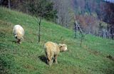 Beskid Śląski, owce