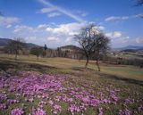 krokusy na łące koło Kasiny Wlk., Beskid Wyspowy, Polska