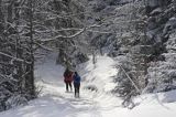 zimowy las, Beskid Wyspowy