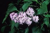 Bez, Syringa vulgaris