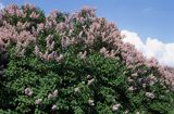 Bez, Syringa vulgaris