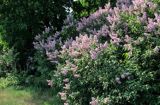 Bez, Syringa vulgaris