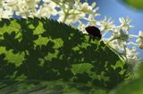 Czarny bez, Sambucus nigra i biedronka siedmiokropka, Coccinella septempunctata