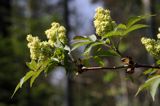 dziki bez koralowy, Sambucus racemosa