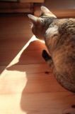 cień kota na podłodze, Beżotka