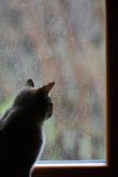 Kotka Beżotka w oknie, deszcz na szybie